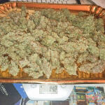 tropicana-cookies-auto-fem-fastbuds.jpg