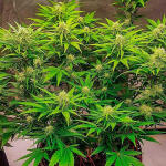 banana-purple-punch-auto-fem-fastbuds.jpg