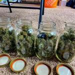 godzilla-cookies-auto-fem-herbies-seeds.jpg