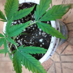 green-poison-f1-fast-version-fem-sweet-seeds.jpg