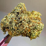 marshmallow-og-fem-compound-genetics.jpg