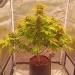 florida-sunrise-auto-fem-7ch-american.jpg