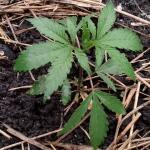 gorilla-glue-4-fast-version-fem-easy-grow-seeds.jpg