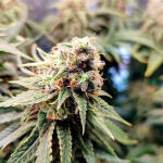 mimosa-shot-fem-herbies-seeds.jpg