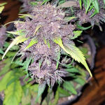 purple-lemonade-auto-fem-fastbuds.jpg