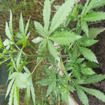 auto-white-widow-fem-victory-seeds.jpg