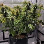 dossidos-cookies-autoflower-fem-easy-grow-seeds.jpg