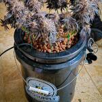 ghost-train-haze-fem-seedkeepers.jpg