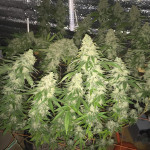 gorilla-glue-4-fem-cali-buds-seeds.jpeg