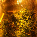 killer-kush-f1-fast-version-fem-sweet-seeds.jpg