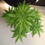 miracle-alien-cookies-mac-fem-7ch-american.jpg