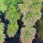 zup-auto-fem-fastbuds.jpg