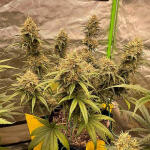 mint-jelly-auto-fem-humboldt-seed-company.jpg