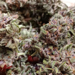 tropicana-cookies-ff-fem-fastbuds.jpg