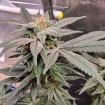 apple-betty-fem-herbies-seeds.jpg