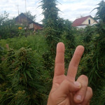 auto-new-york-city-fem-pyramid-seeds.jpeg