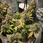 sweet-zenzation-xl-auto-fem-sweet-seeds.jpg