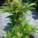 guava-auto-fem-fastbuds.jpg