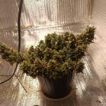 whiskey-zulu-auto-fem-7ch-american.jpg