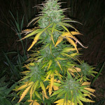 cbd-auto-20:1-fem-fastbuds.jpg