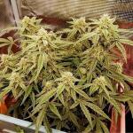 godfather-og-auto-fem-7ch-american.jpg