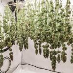 mac-n-jack-r1-fem-ethos-genetics.jpg
