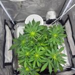 whiskey-zulu-auto-fem-7ch-american.jpeg