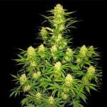 guava-auto-fem-fastbuds.jpg
