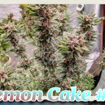 lemon-cake-heavyweight-seeds.jpg