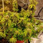 northern-lights-10-of-10-fem-seedkeepers.jpg