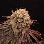 zookies-fem-7ch-american.jpg