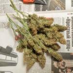 -speed-auto-fem-sweet-seeds.jpg