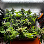cbd-lemon-auto-fem-herbies-seeds.jpg