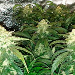 orange-sherbet-auto-fem-fastbuds.jpg