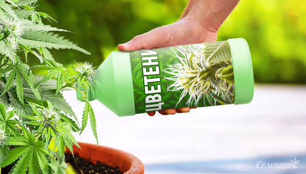 Питание конопли на стадии цветения Удобрение конопли на фазе цветения