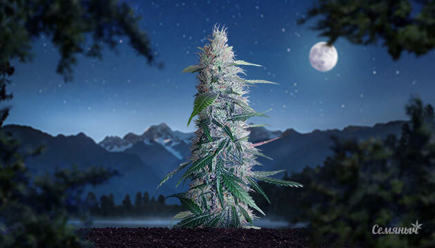 Развитие каннабиса в ночное время суток