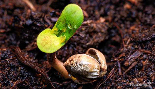 Способы проращивания семян конопли