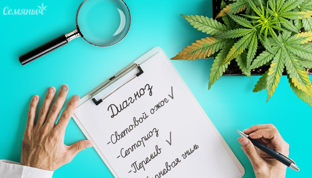 Признаки болезни конопли по внешнему виду Внешние признаки болезни конопли