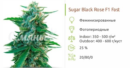 Sugar Black Rose Early Version от Delicious Seeds