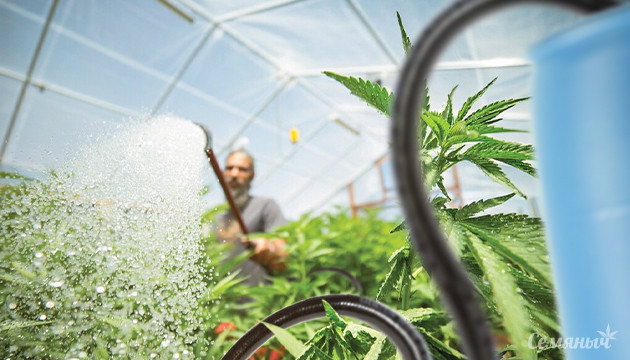 Как правильно подготовить воду для полива марихуаны Вода для полива каннабиса