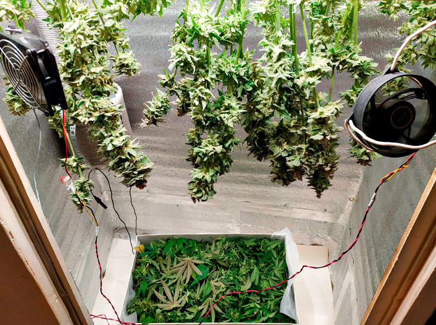 Харвест и сушка полученного урожая Сушка веток конопли