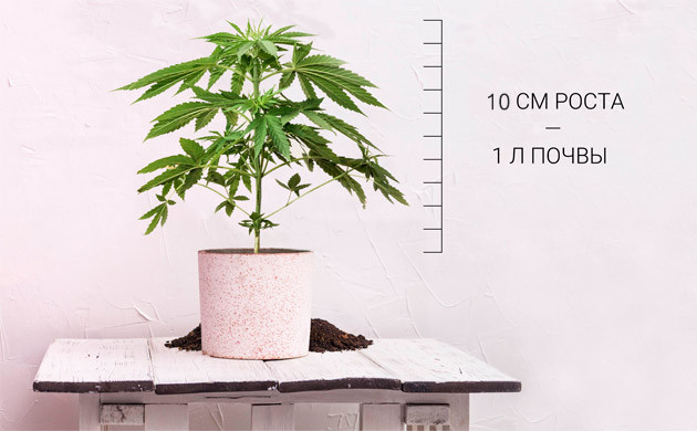 Как определить размер горшка для пересадки каннабиса Рассчет размеров горшка для пересадки конопли