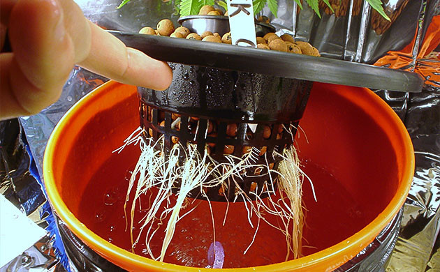 Новые способы выращивания