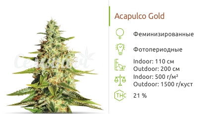 Сорт марихуаны Acapulco Gold Acapulco Gold от Barney's Farm